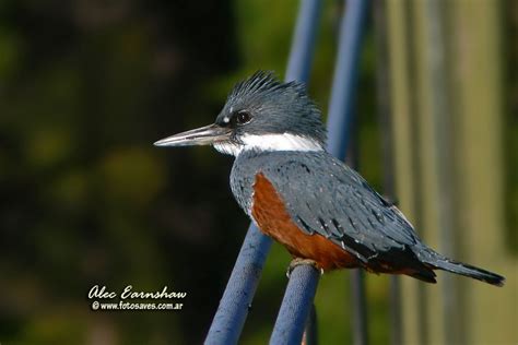 Photos of Kingfishers / Martín pescadores   Coraciformes ...
