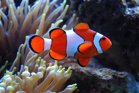 Photos of Saltwater Aquarium Fish