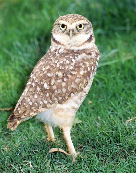 Photos of Strigiformes   owls