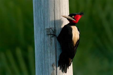 Photos of Woodpeckers / Carpinteros   Piciformes   Argentina | Aves de ...