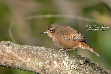 Photos of Wrens / Ratonas   Troglodytidae   Argentina