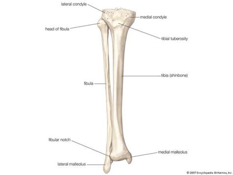 Photos: Picture Of Tibia Bone,   ANATOMY LABELLED