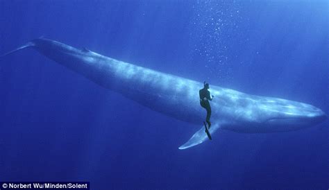 Photos show a snorkeler and a blue whale off the coast of ...