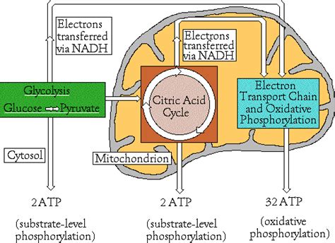Photosynthesis & Cellular Respiration.  The Combined ...