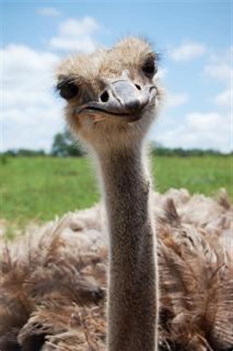 Pico de avestruz | Descargar Fotos gratis
