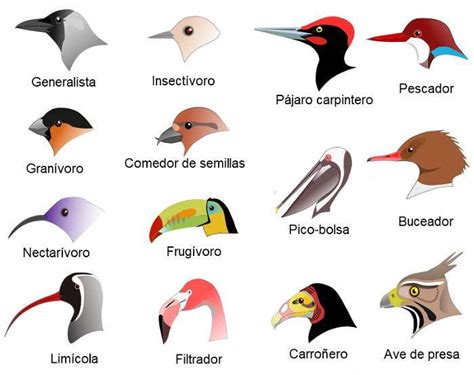 Pico de las aves y sus adaptaciones, generalistas y ...