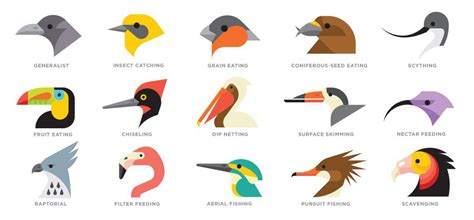 Picos de aves segun su alimentacion | Actualizado julio 2022