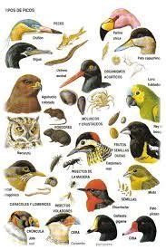 picos de aves segun su alimentacion   Búsqueda de Google | Aves, Loros ...