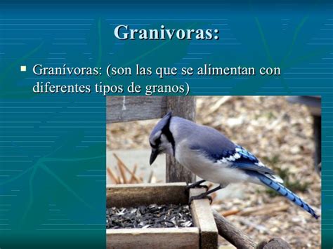 Picos de aves según su alimentación