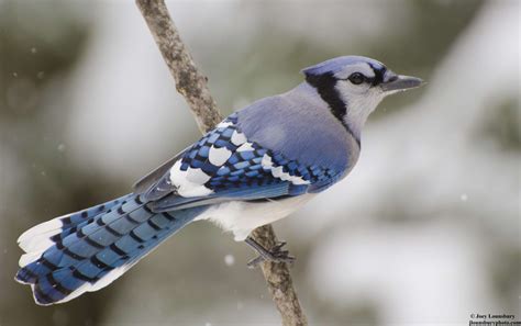 Pics For > Blue Jay Bird In Snow | Blue jay, Blue jay bird ...