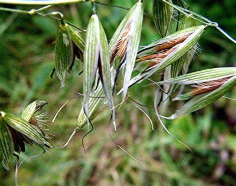 Pics: How to identify common grass weeds in your crops ...