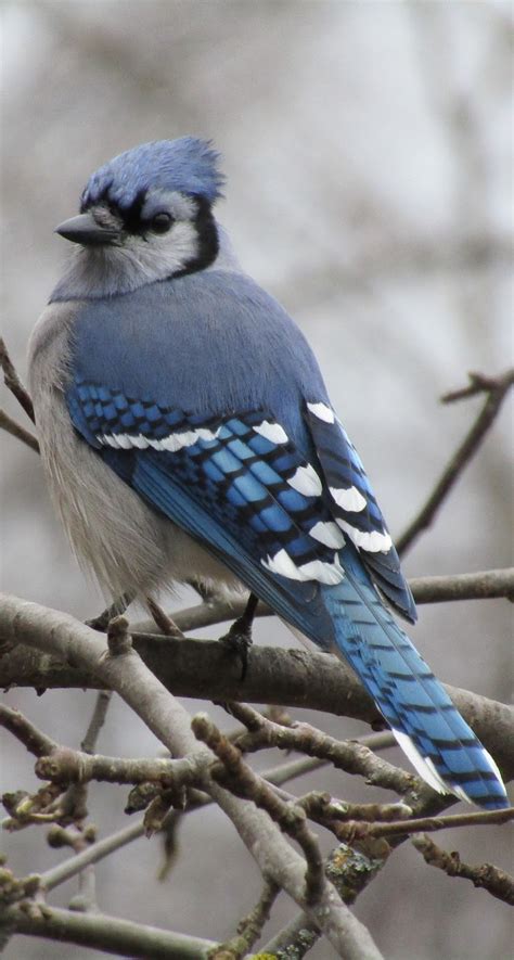 Picture of a blue jay bird.   About Wild Animals