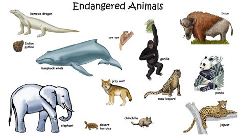 Picture of Endangered Animals with Names for Kids   HD ...