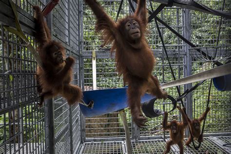 Picture | Saving Endangered Sumatran Orangutans   ABC News