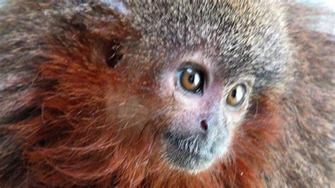 Pictures: Bushy Bearded Titi Monkey Discovered