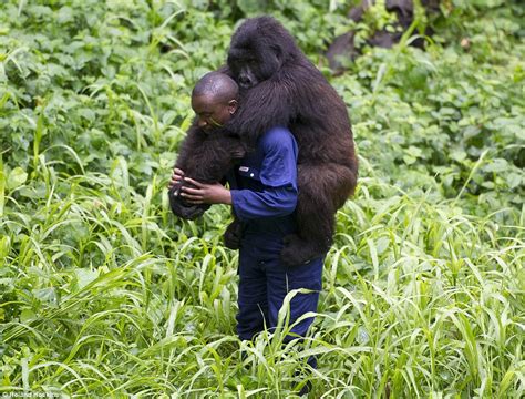 Pictures from encounter with endangered gorillas in the ...