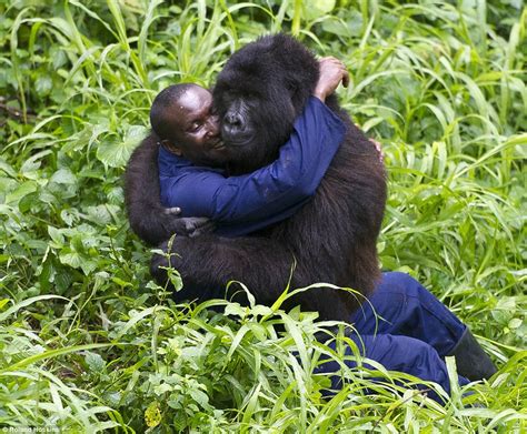 Pictures from encounter with endangered gorillas in the ...