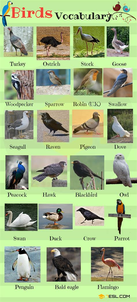 Pictures Of Different Birds With Their Names   PictureMeta