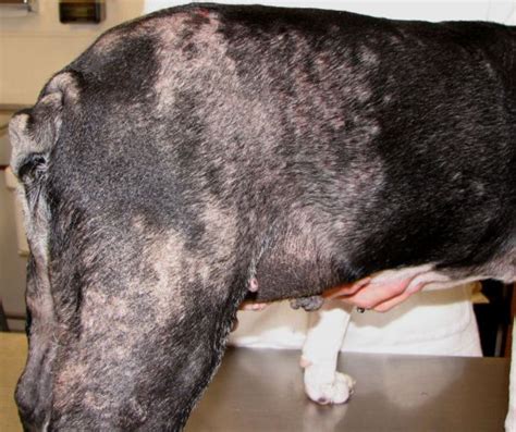 Pictures of skin cancer: Pictures of skin cancer in dogs