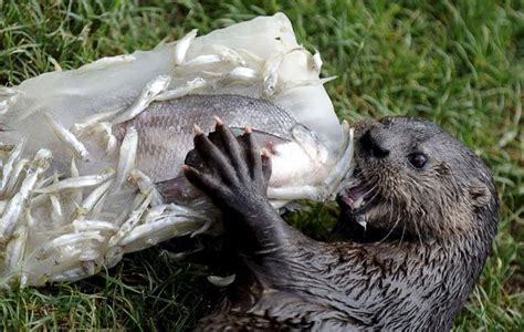 Pictures of the cutest otters eating crabs and fish! | Otters, Zoo ...
