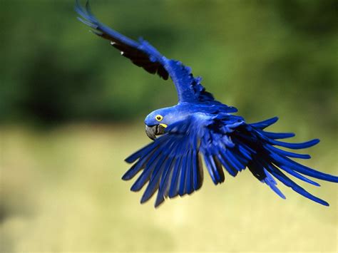 pictures: top ten beautiful birds, top 10 parrot wallpaper ...