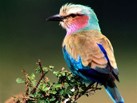 PicturesPool: Beautiful Birds Wallpapers | Birds pictures