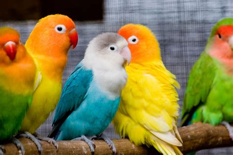 PicturesPool: Love Birds Wallpapers | Beautiful Birds Pictures