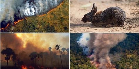 Piden manifestarse por detener los incendios en el Amazonas