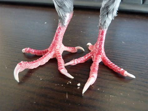 Pigeon feet at Pigeons As Pets