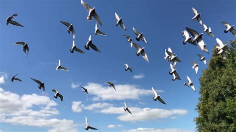 Pigeons Flock Flying Birds Flight Nature Wings Pigeons ...