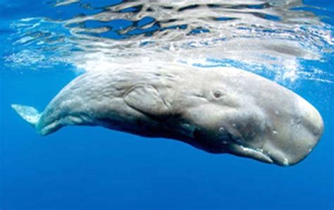 Pigmy sperm whale   Nude photos