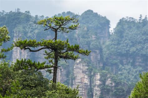 Pilar De Piedra En El Parque Nacional De Zhangjiajie Foto de archivo ...