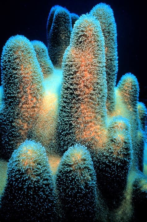 Pillar coral   Wikipedia