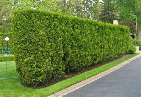 Pin by AmpiJerez on Outdoor Space | Hedges, Podocarpus hedge, Outdoor ...