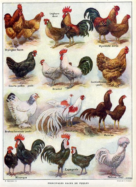 Pin by Carmen Heyne on birds | Pet birds, Chicken breeds, Poultry breeds