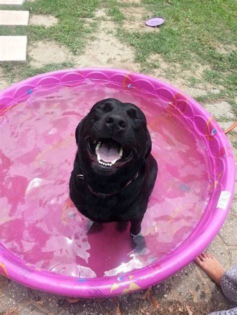 Pin by Dina Cabrera on Dog | Happy dogs, Cute animals ...