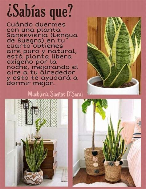 Pin by Eliana Espinoza on Flores | House plants decor ...