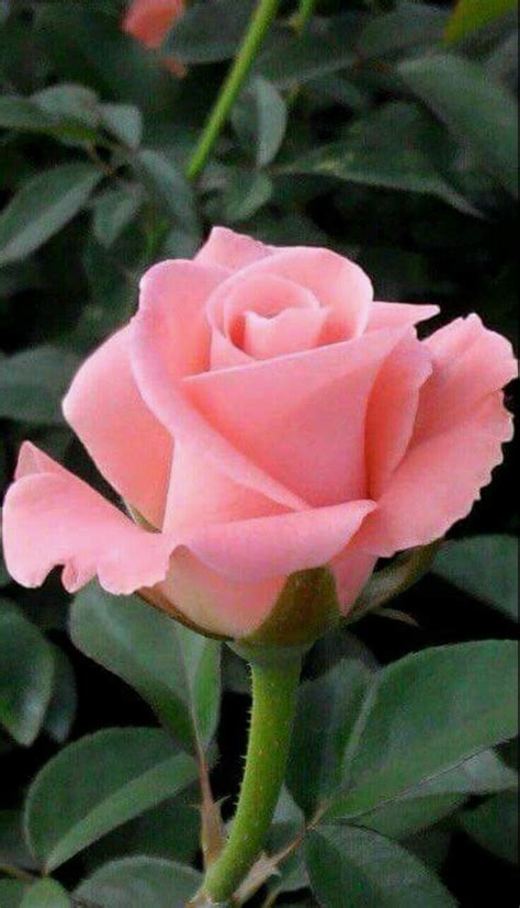 Pin by Emperatriz on Beautiful roses ♡ | Beautiful rose flowers ...