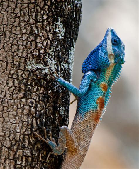 Pin by EYEcruelBunNY on Blue Crested Lizard&chameleon&bearded dragon ...