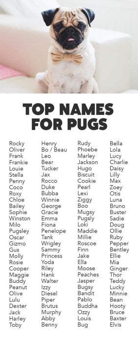 Pin by Fatima on Pugs. | Pug puppies, Baby pugs, Cute pug puppies