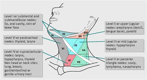 Pin by HossmD on Head&Neck | Medical anatomy, Head, neck ...