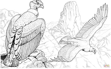 Pin by Illel on dibujos | Bird drawings, Drawings, Andean condor