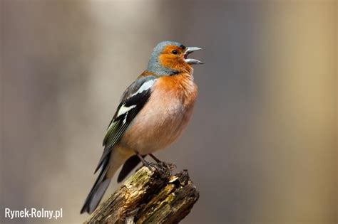 Pin by Juan Aguilar on Aves | Beautiful nature, Bird, Nature