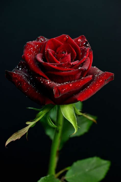 Pin by Kojo Nii on My love | Beautiful rose flowers, Beautiful red ...
