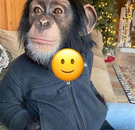 Pin by Liv on monkey in 2021 | Monkeys funny, Monkey ...