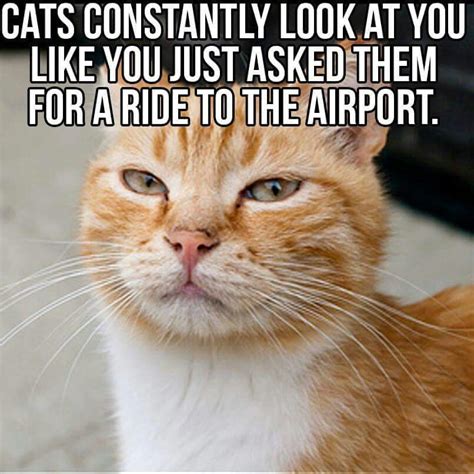 Pin by Lovely Thoughts on Funny Memes | Pet cat photos ...