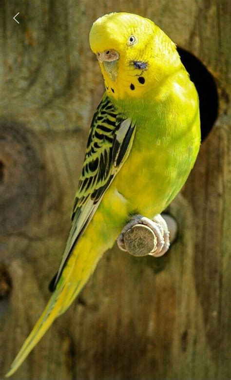 Pin by Luis Armando on ПТИЦЫ | Parrot, Parakeet, Yellow budgie