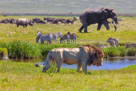 Pin by Maritza Didiez on Zoología Encantadora Animales Disfrazados ...