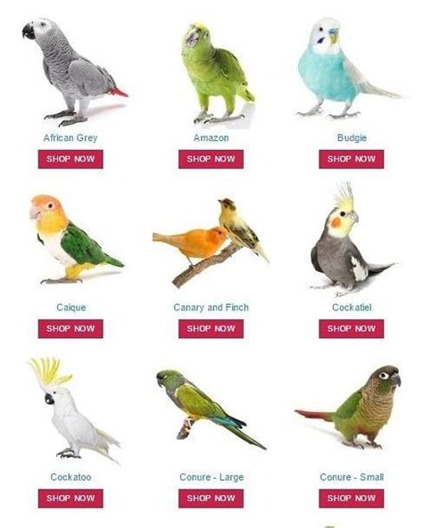 Pin by Mehdi Adj on birds in 2020 | Cute birds, Budgies ...