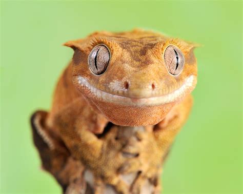 Pin by Mrmidnite on My Saves | Cute reptiles, Crested gecko, Gecko